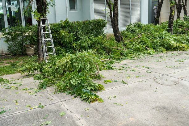 Best Tree Pruning Services  in Kilgore, TX